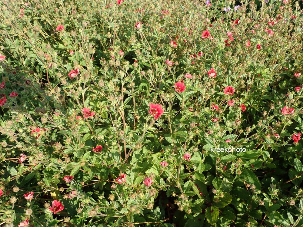 Potentilla 'Gibson's Scarlet'