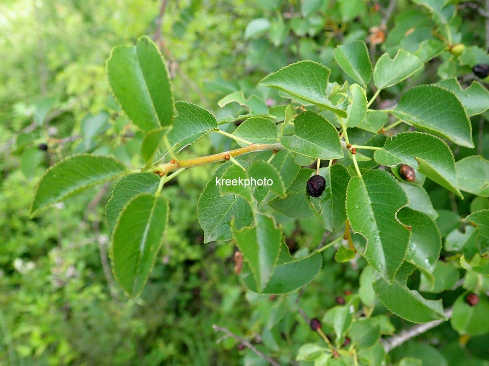 Prunus mahaleb
