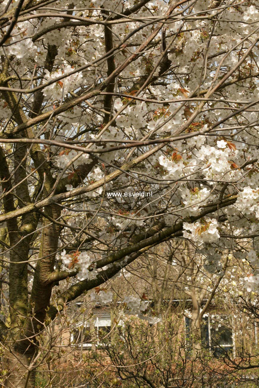 Prunus serrulata 'Taihaku'