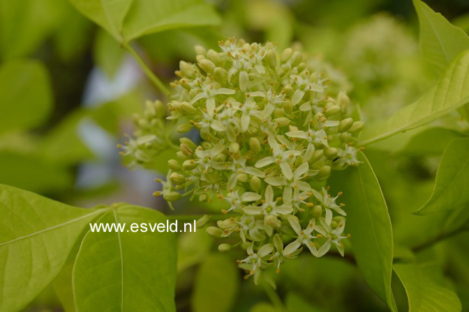 Ptelea trifoliata 'Aurea'