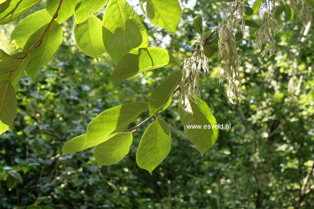 Pterostyrax psilophylla