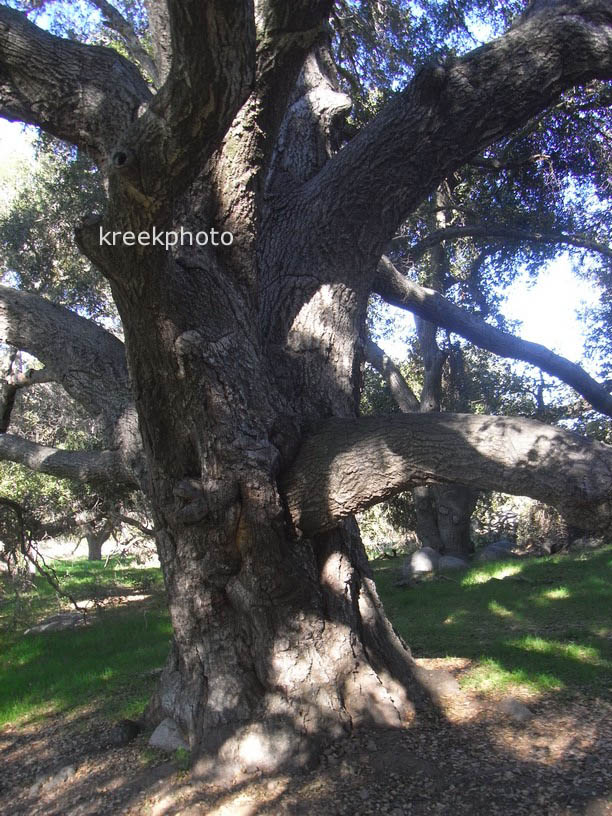 Quercus agrifolia