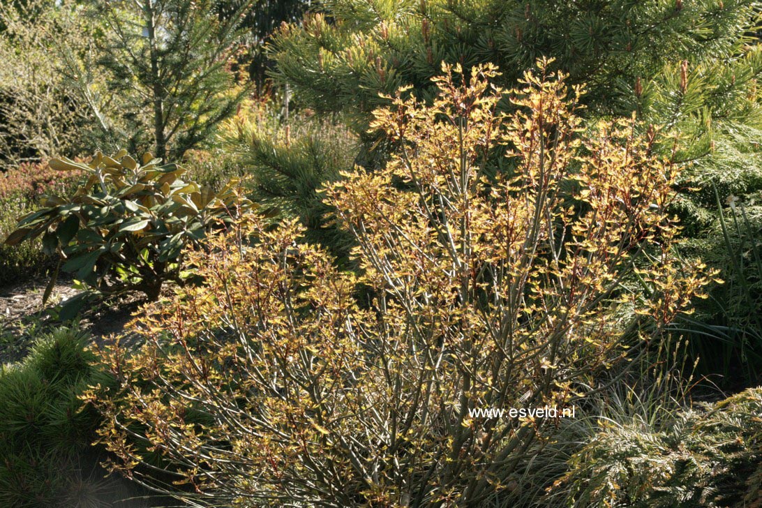 Quercus palustris 'Green Dwarf'