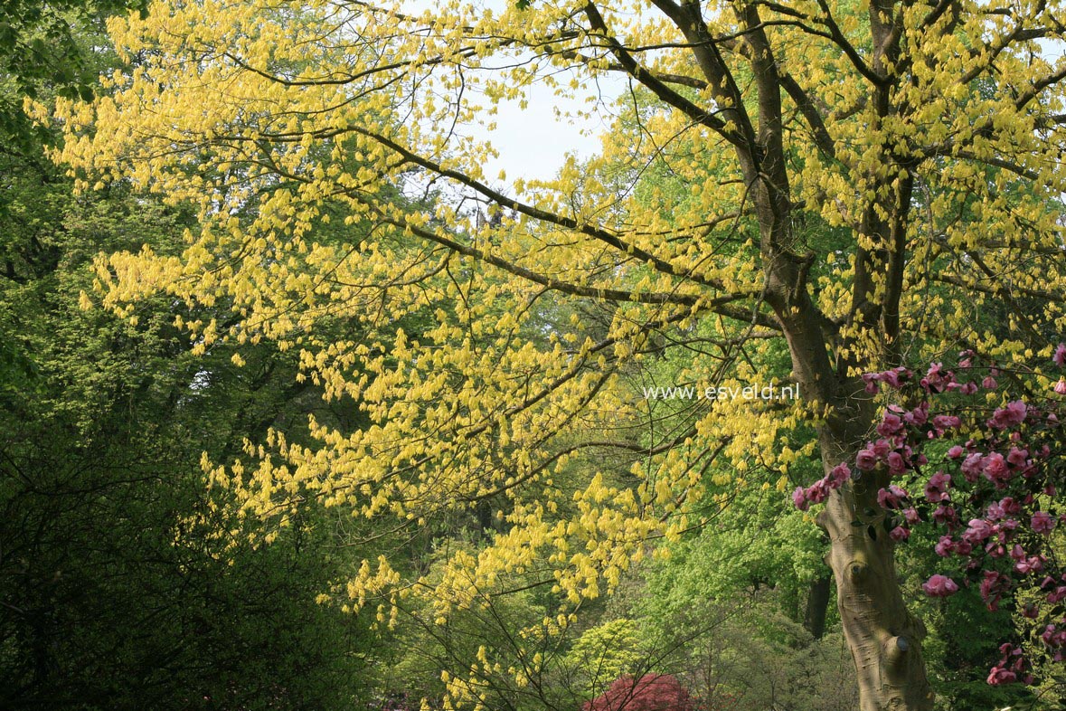 Quercus rubra 'Aurea'