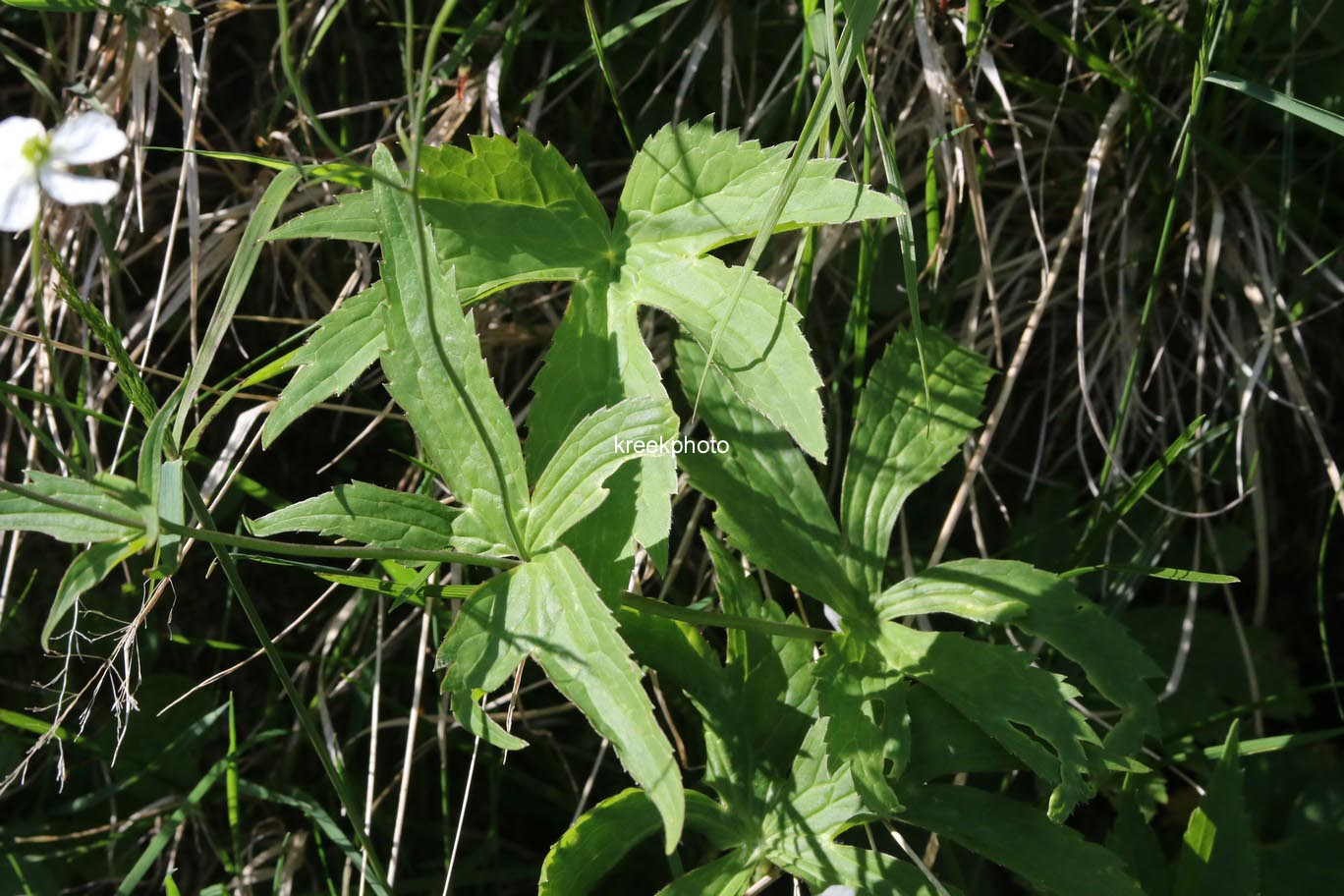 Ranunculus aconitifolius