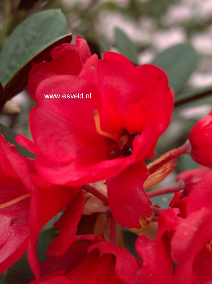 Rhododendron 'Burletta'