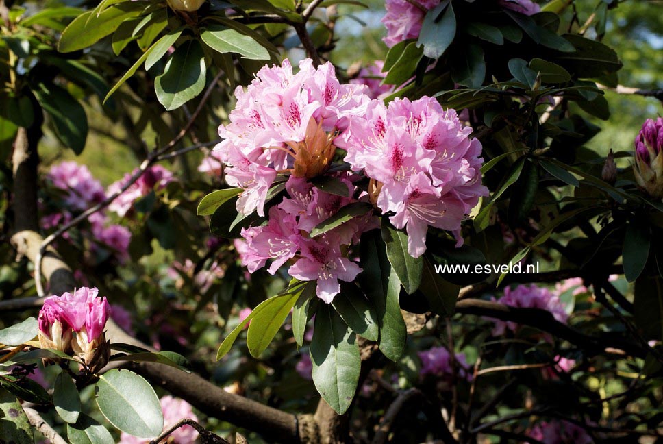 Rhododendron 'Cheer'