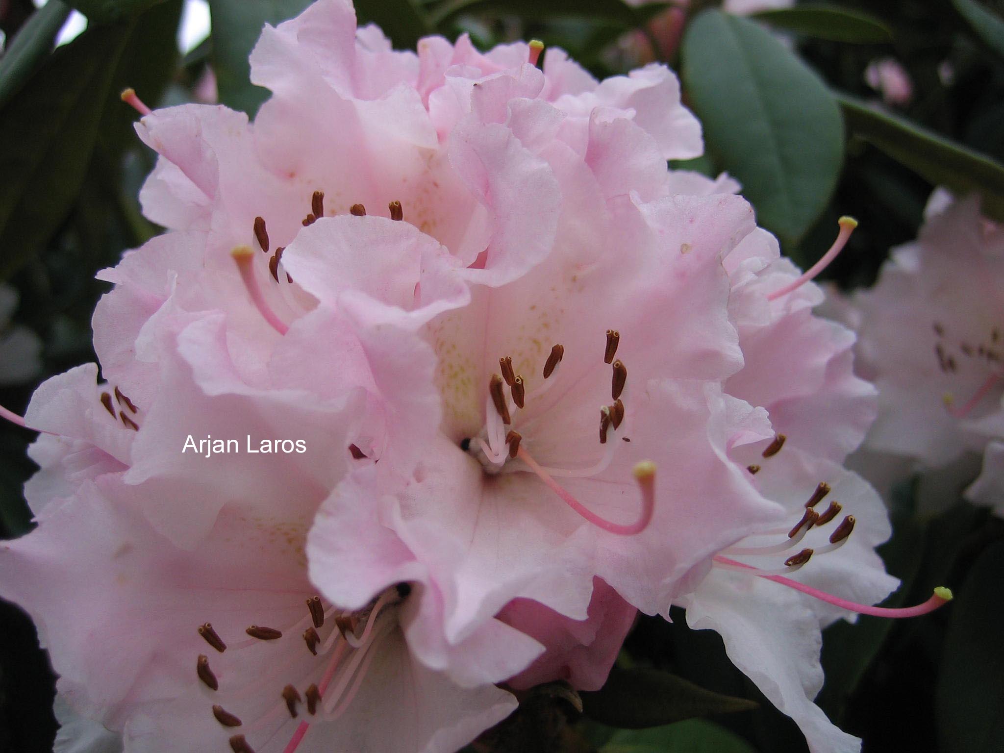 Rhododendron 'Christmas Cheer'