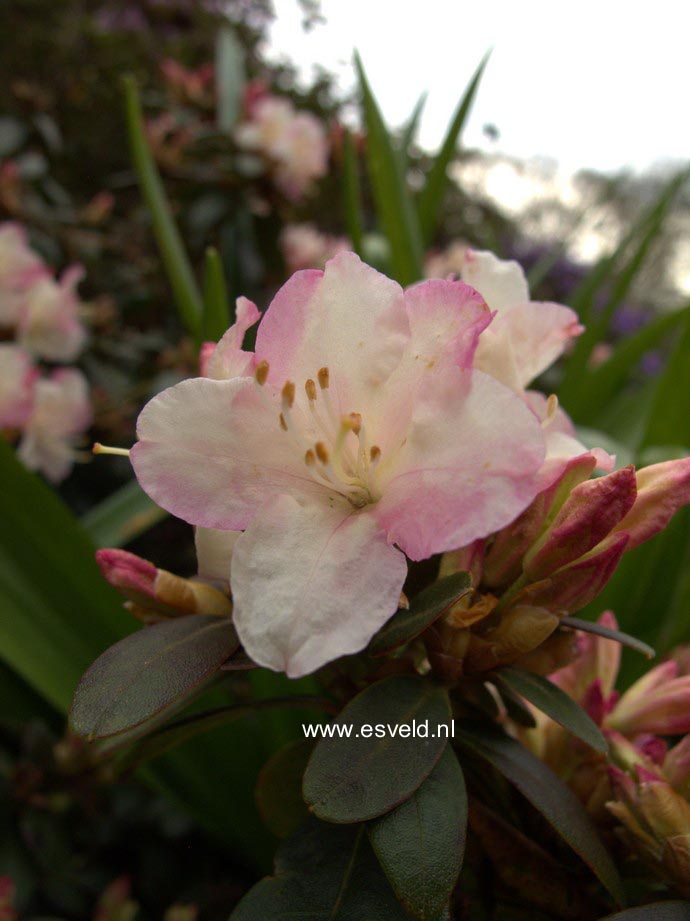 Rhododendron 'Ginny Gee'