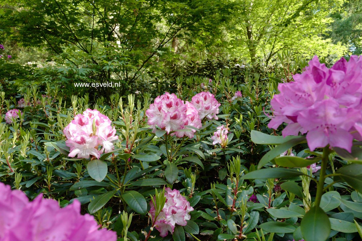 Rhododendron 'Hachmann's Charmant'