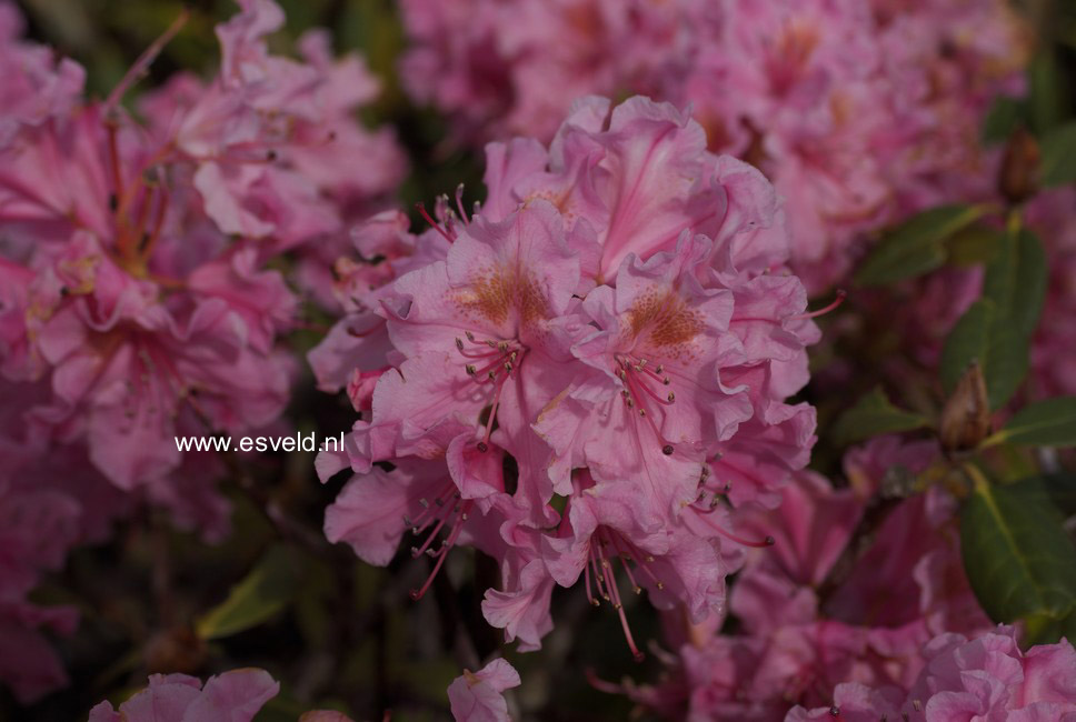 Rhododendron 'Kristina'