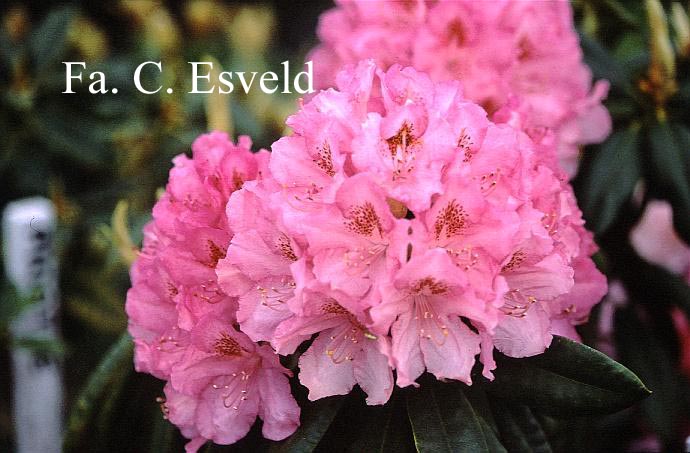 Rhododendron 'Merveille de Boskoop'