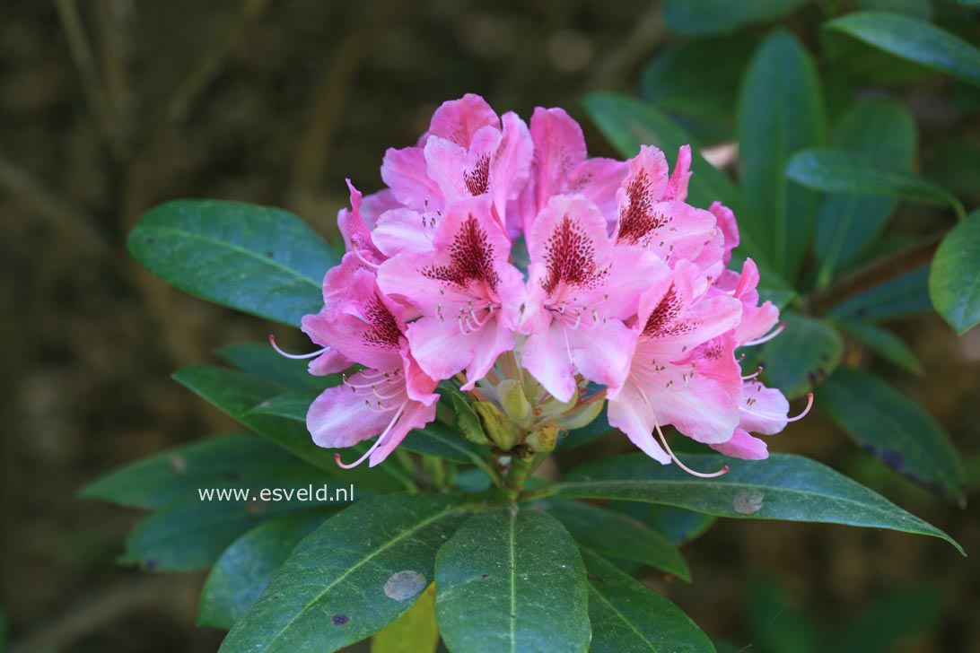 Rhododendron 'Mrs. Furnival'