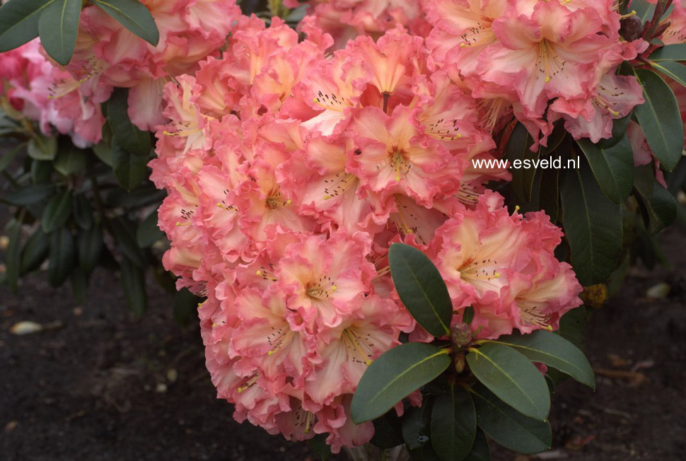 Rhododendron 'Naselle'