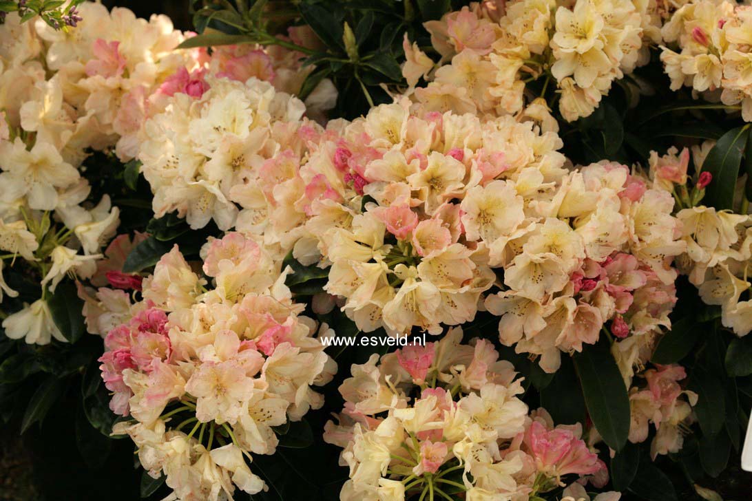 Rhododendron 'Percy Wiseman'