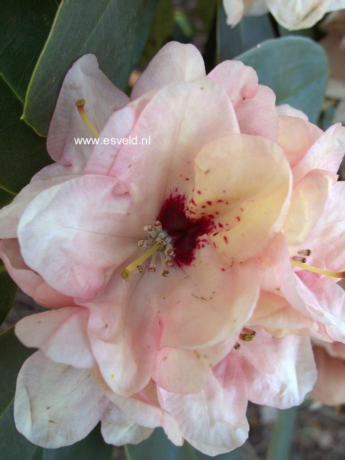 Rhododendron 'Rudolf Heinemann'