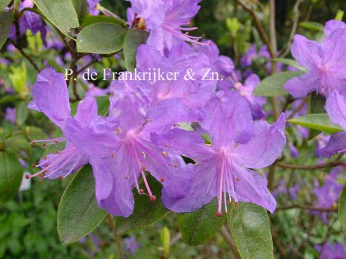 Rhododendron 'Russautinii'