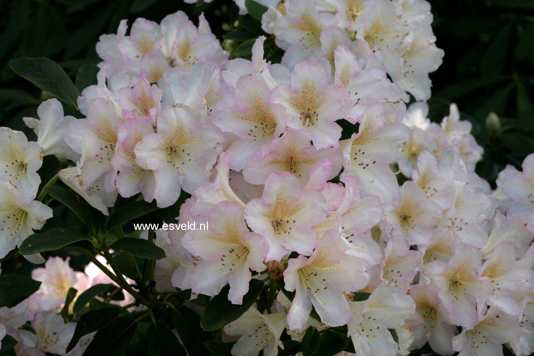 Rhododendron 'Silver Sixpence'