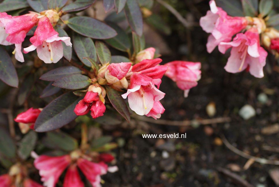 Rhododendron 'Wee Bee'