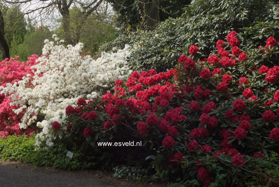 Rhododendron 'Wilgens Ruby'