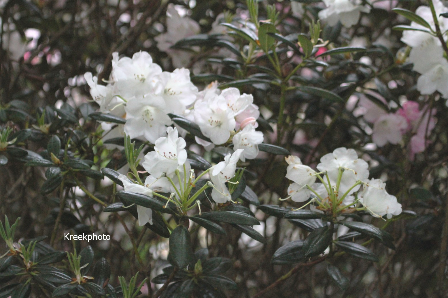 Rhododendron aberconwayi