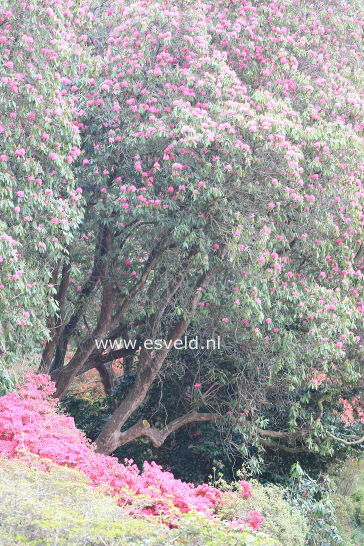 Rhododendron arboreum
