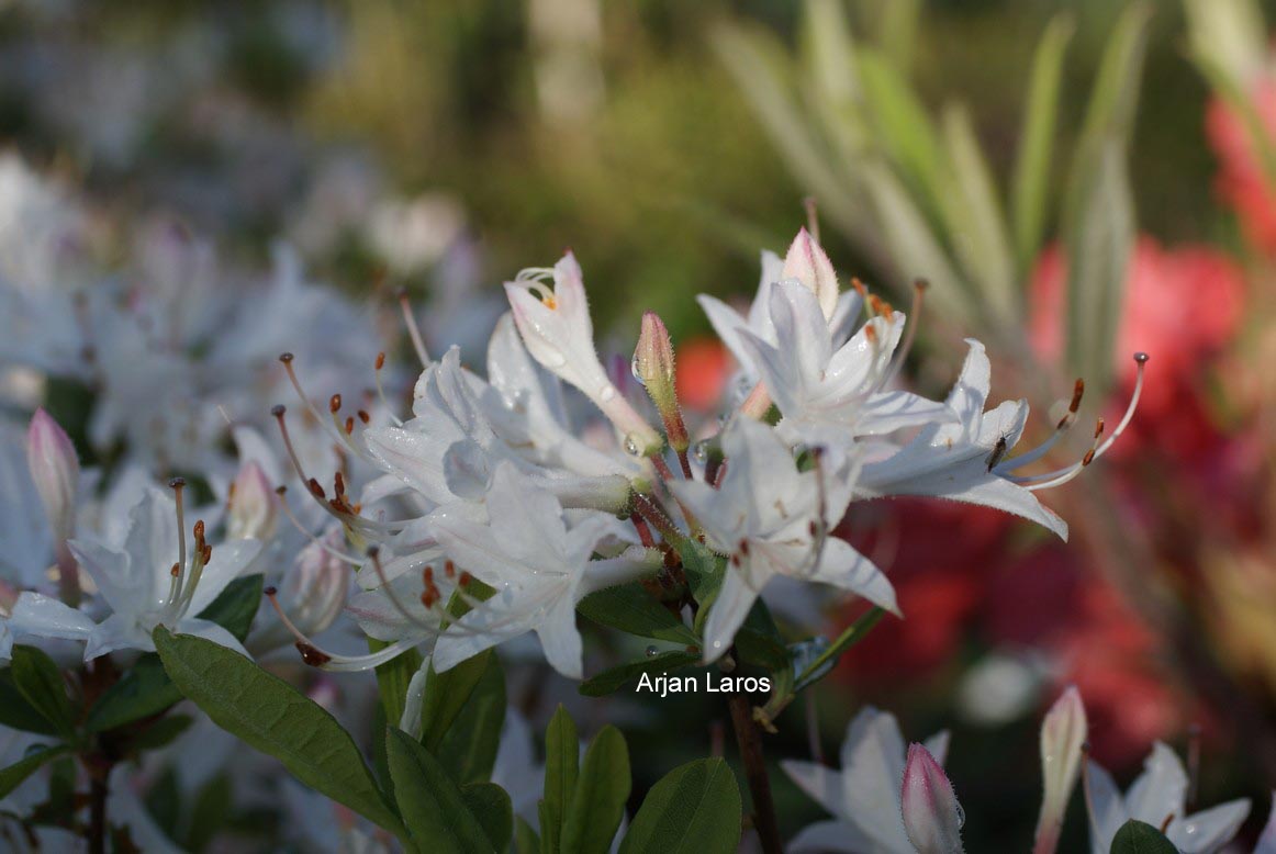 Rhododendron atlanticum