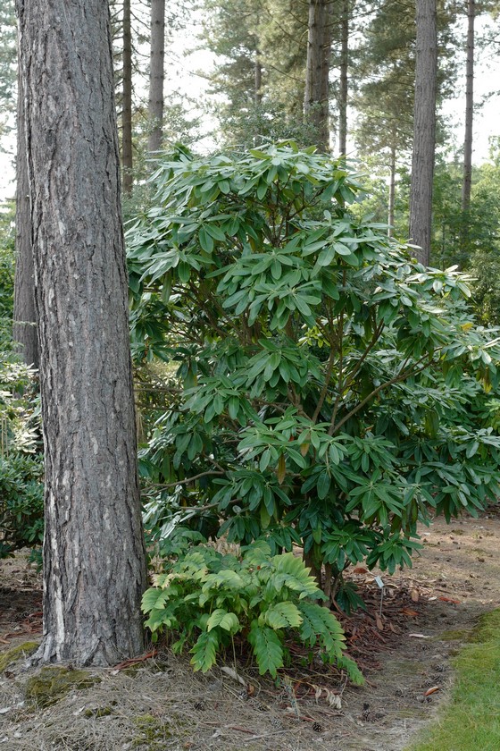 Rhododendron auriculatum