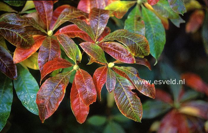 Rhododendron calendulaceum