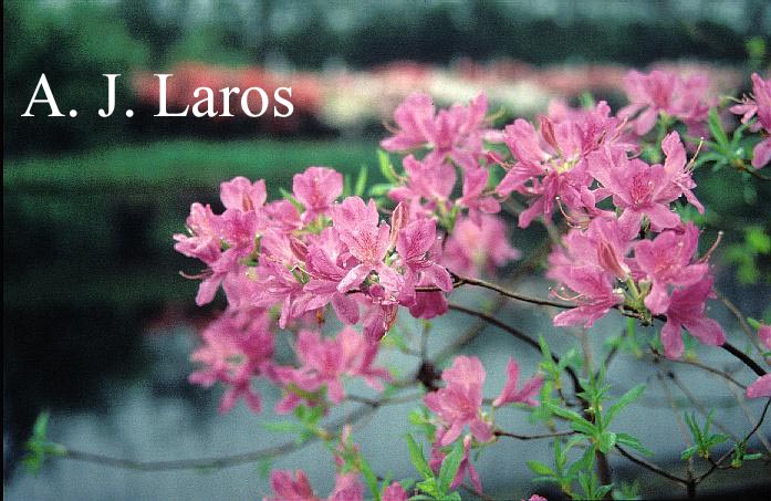 Rhododendron canadense