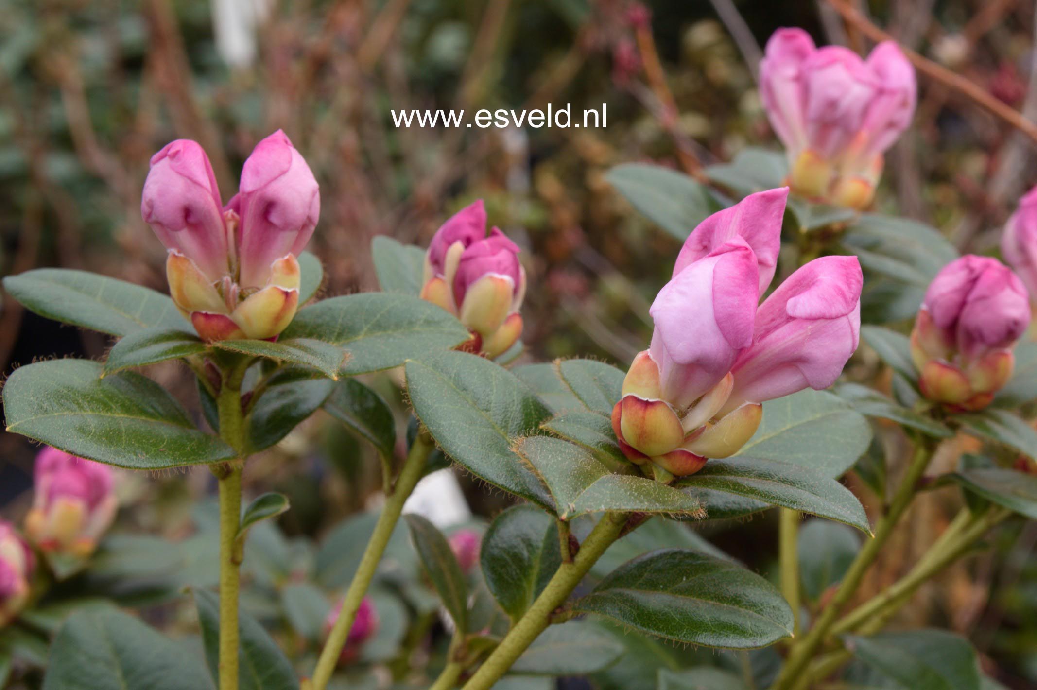 Rhododendron ciliatum