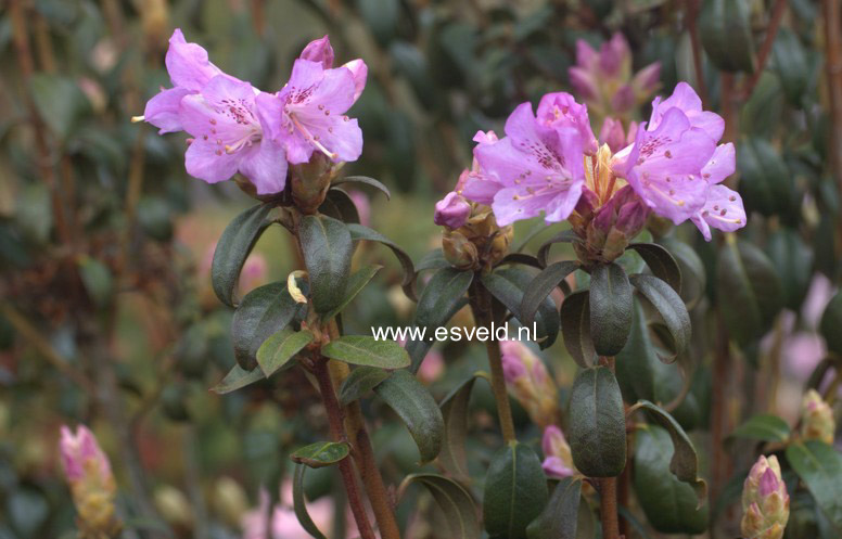 Rhododendron cuneatum