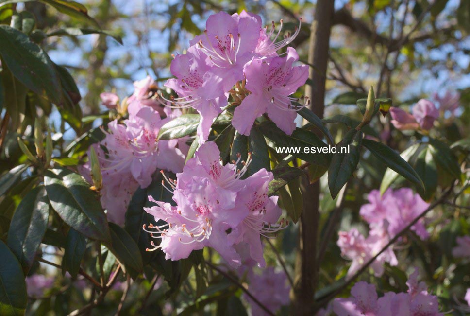 Rhododendron davidsonianum 'Lucky Hit'