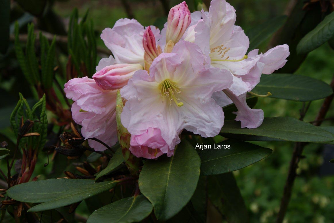Rhododendron decorum subsp. diaprepes