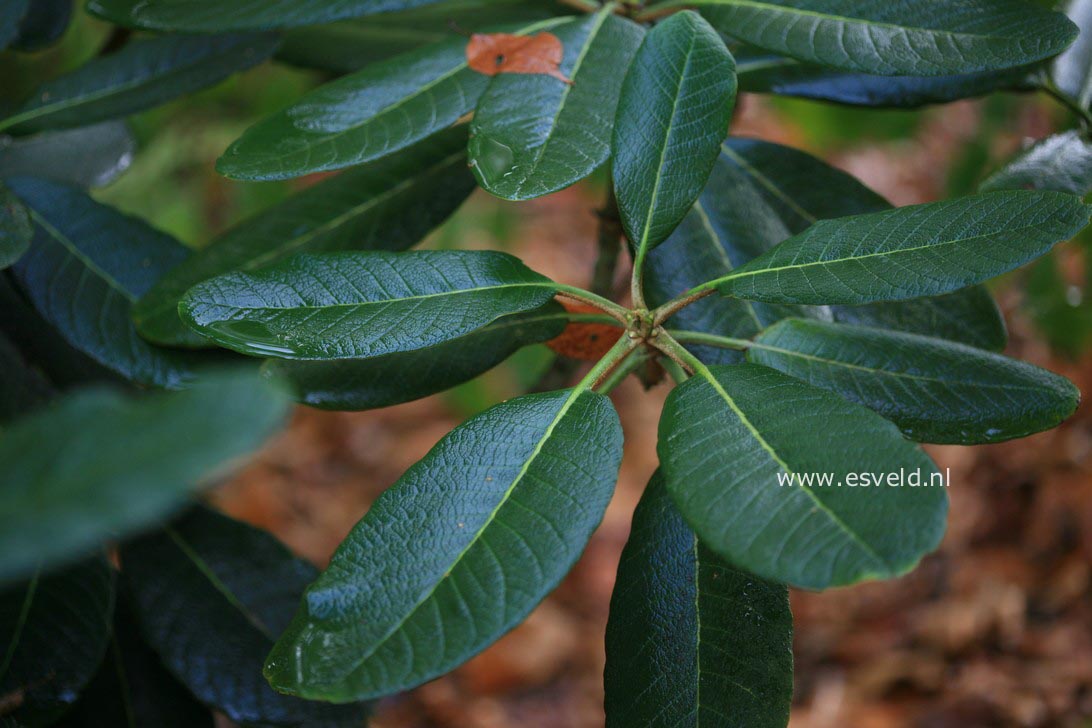 Rhododendron falconeri
