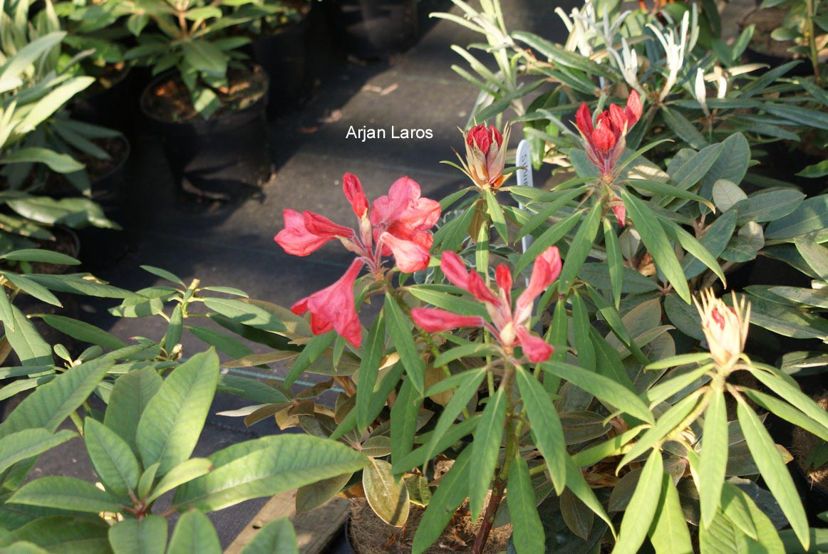 Rhododendron griersonianum