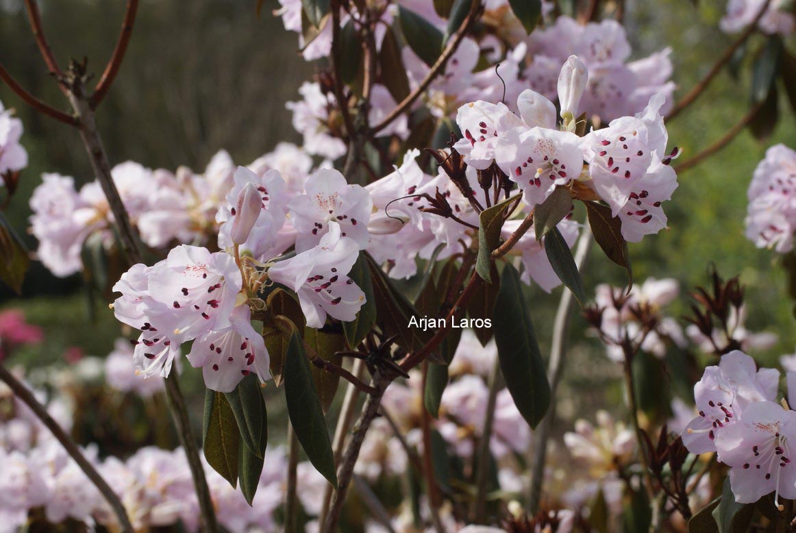 Rhododendron heliolepis