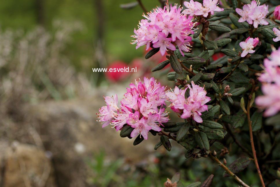 Rhododendron hemitrichotum