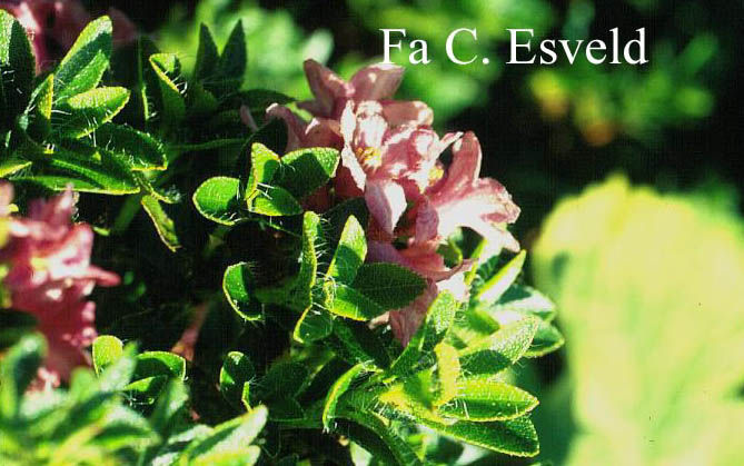 Rhododendron hirsutum