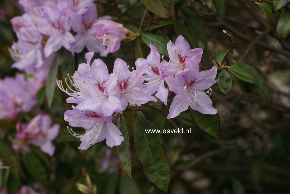 Rhododendron lochmium