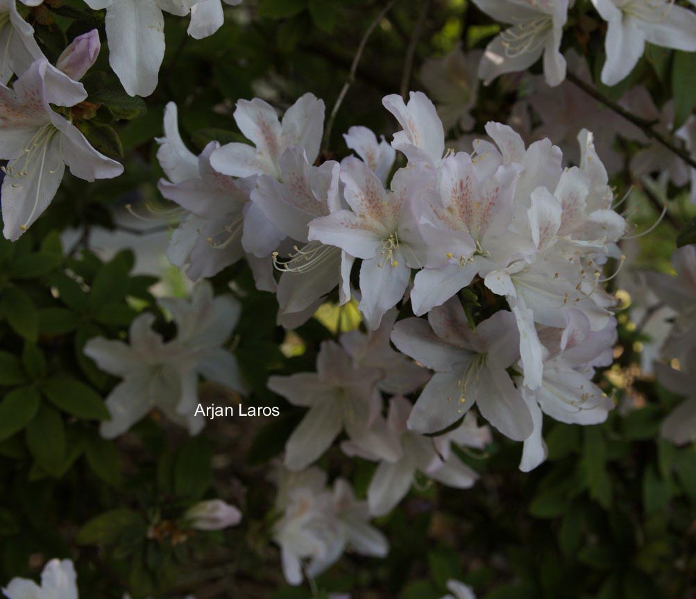 Rhododendron mucronatum