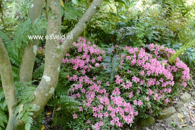 Rhododendron nakaharae 'Wintergreen'