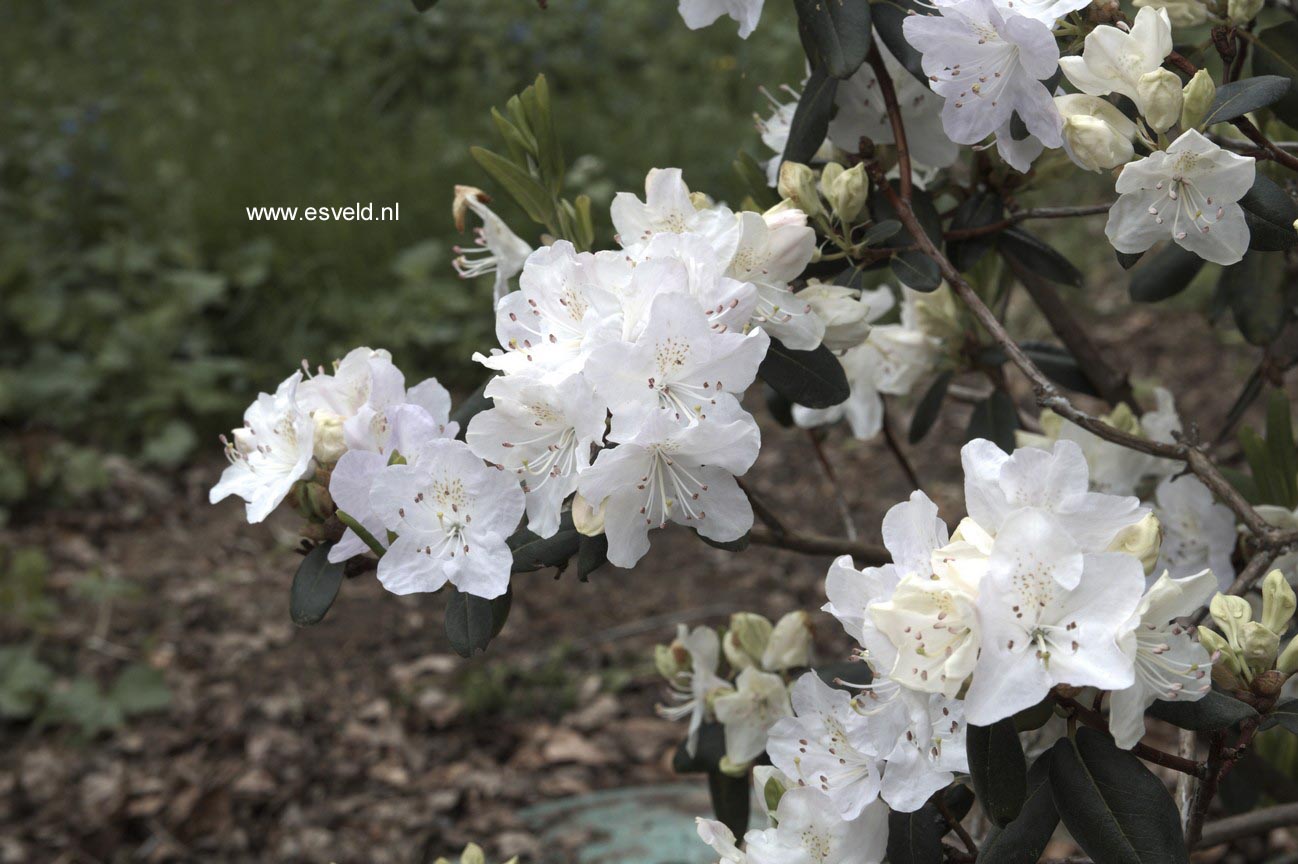 Rhododendron oreotrephes