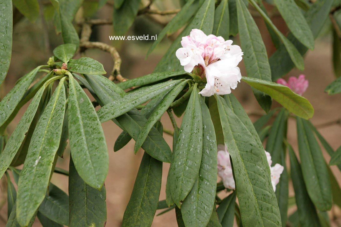 Rhododendron praevernum