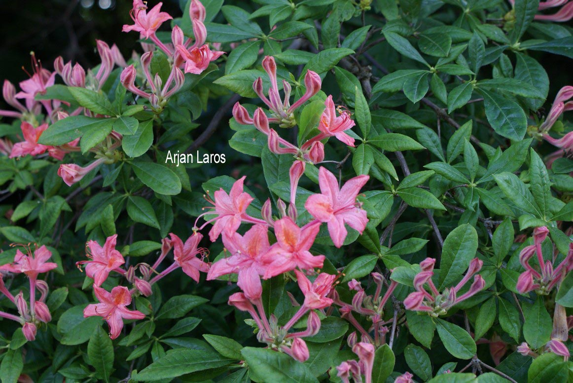 Rhododendron prunifolium