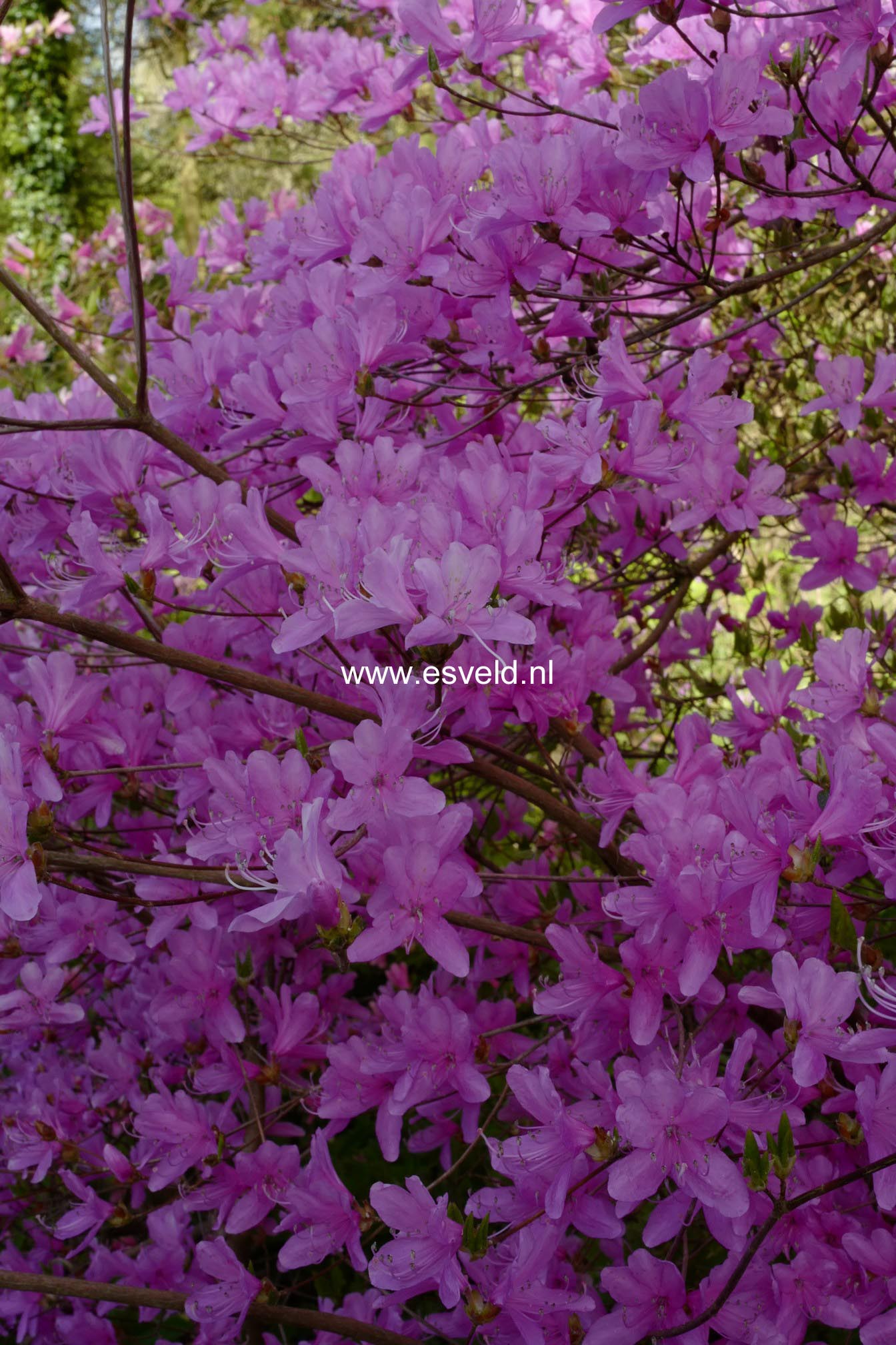 Rhododendron reticulatum