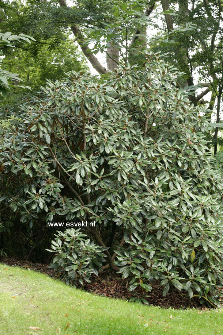 Rhododendron rex