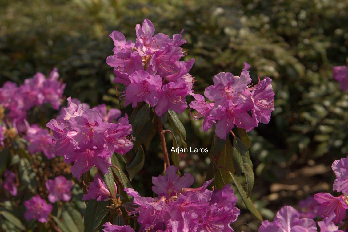 Rhododendron rubiginosum