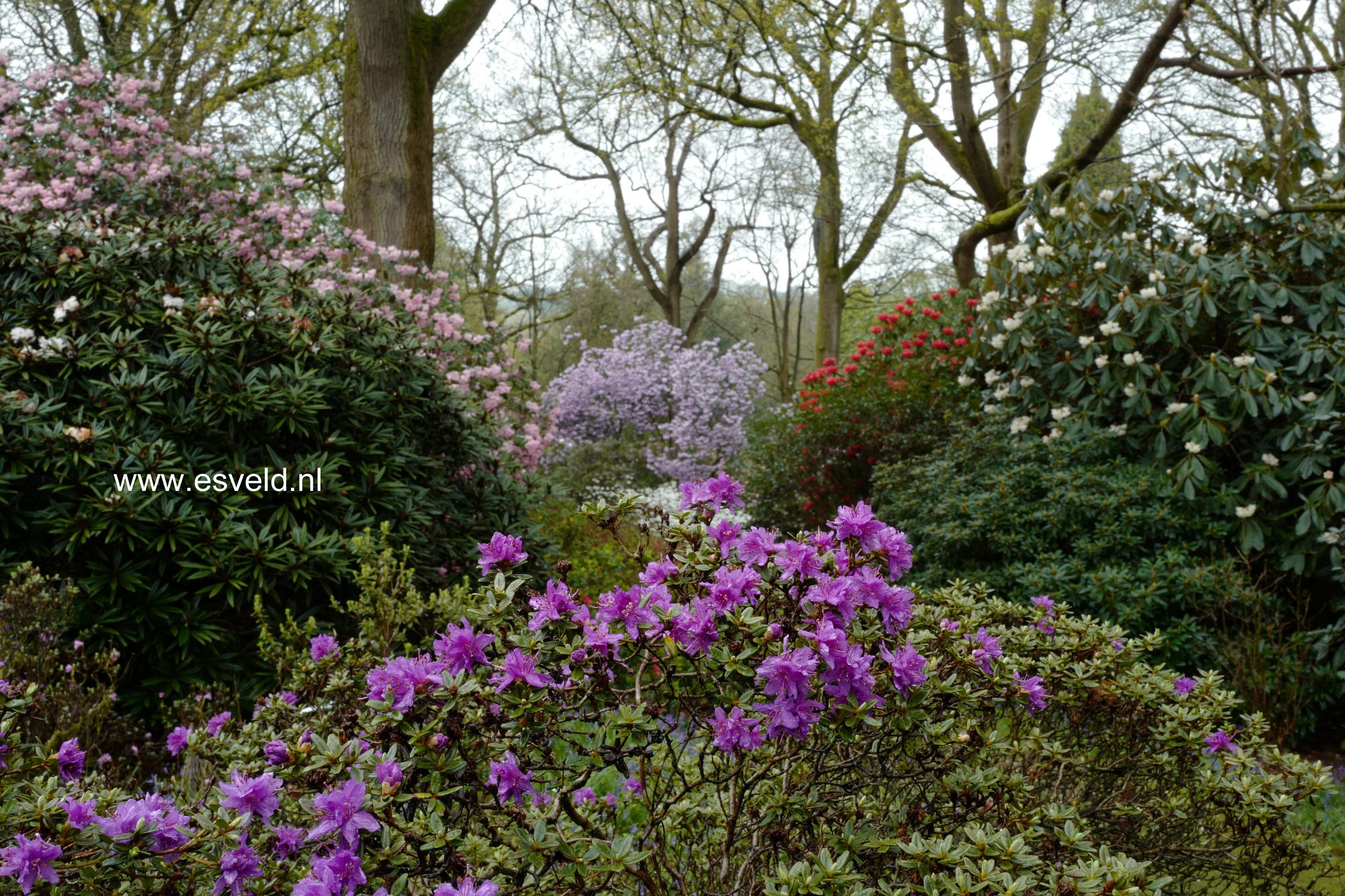 Rhododendron russatum