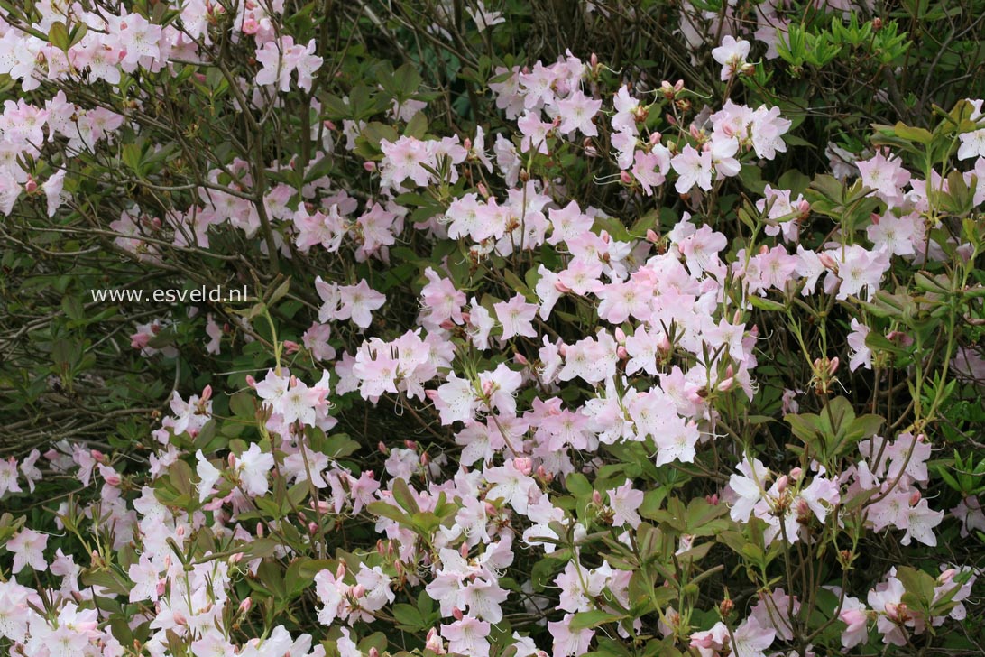 Rhododendron schlippenbachii
